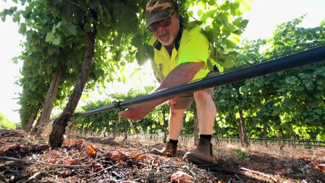 Long-awaited wine industry mandatory code of conduct too late for growers