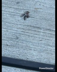 PÁJARO MUERTO EN MI CASA BRUJERÍA? AYER TODO EL DÍA ME DOLÍA EL ESTÓMAGO PERO VIVO O MUERTO YO LES VOY A GANAR A LOS PUT0$ INDI0$ DE MX Y MTY LO JURO