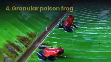 8 most beautiful and poisonous frogs in the world