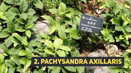 7 exotic plants to decorate your garden