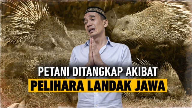 Pelihara Landak Jawa, Petani Darwanto Layak Dipenjara?