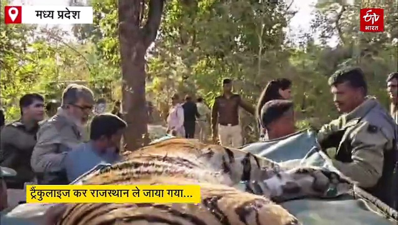 मध्य प्रदेश के पेंच टाईगर रिजर्व से राजस्थान भेजी गई बाघिन, पहली बार सेना के हेलीकॉप्टर का इस्तेमाल