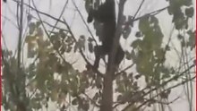 Leopard Hangs Upside Down for 4 Hours After Getting Trapped on Tree in Haridwar