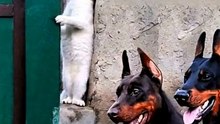 Funny animals