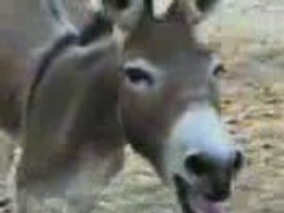 Accident_And_Donkey_