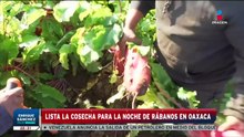 Lista la cosecha para la Noche de Rábanos en Oaxaca | Noticias Fin de Semana