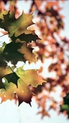 Married The Mafia Boss To Escape My Ex 🔥 Full Episode HD  Engsub