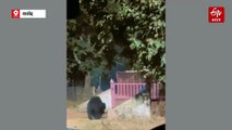 दल्लीराजहरा में भालू की दहशत, शाम होते ही लोगों का घर से बाहर निकलना हुआ कम