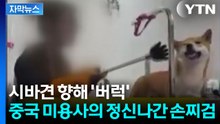[자막뉴스] 공포에 벌벌 떠는 강아지...일본 싫다고 '시바견' 학대 / YTN