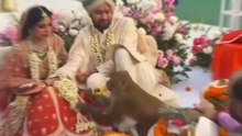 Monkey gatecrashes wedding