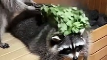 Raccoons in the Bathhouse 🦝 | Cute & Funny Animal Moments