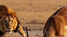 Lion attack Gazzelle