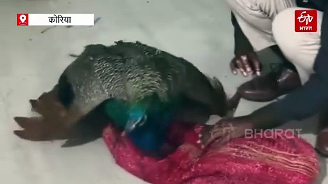 राष्ट्रीय पक्षी मोर का रेस्क्यू, ग्रामीण के घर से वन विभाग ने किया बरामद