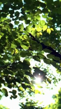 After the end of the substitution, everyone in the upper class was waiting to see how she, the unfavored real daughter, was embarrassed to get out, but she didn't expect that her sick husband gave birth to a double baby because of her health improved, and