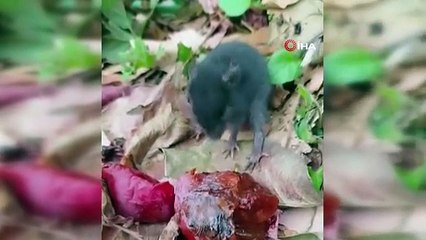 Bahçedeki fareyle tebessüm ettiren sohbet: 'Ne o, misafirliğe mi geldin?'