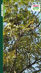 झाडावर जाणारी वेल अन् वेलीवर वाढणारा बटाटा तुम्ही पाहिलाय का?