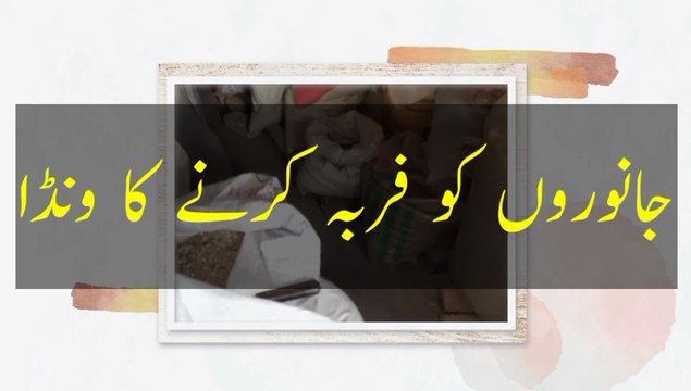 Goat Fattening | Wanda Banane Ka Tarika | Asan Aur Sasta Wanda Formula | بکرے موٹا کرنے کا ونڈا