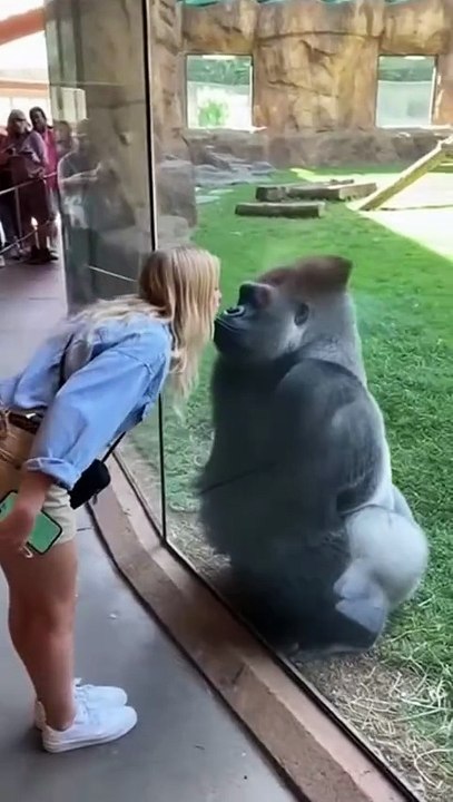 Gorilla Tries to Impress Woman, But His Friend Gets JEALOUS! 😂 #shorts #funny