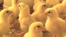 poultry farm new lot | layer poultry farm | shorts
