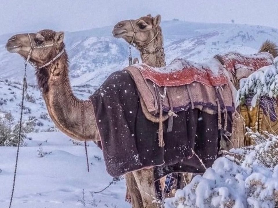Kamele im Schnee: Wüstenlandschaft verwandelt sich in Winterwunderland