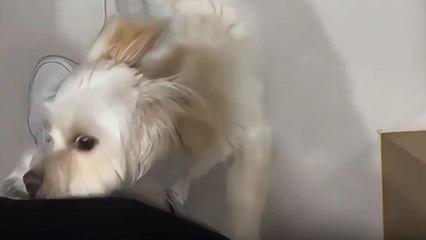 Energetic dog becomes a spinning tornado of joy the moment owner walks through the door