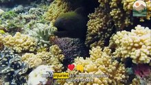 Inside the Dark World of the Moray Eel