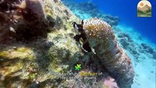 Sea Cucumber The Silent Cleaner of the Ocean