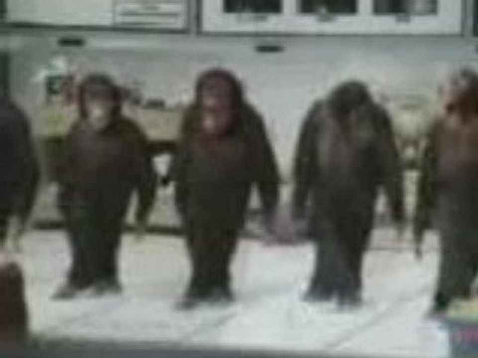 Mysta *ŞEMPANZELER Xd