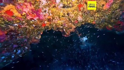 Comores : à la recherche du cœlacanthe, emblème national 