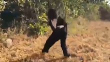 Video: Wearing bear costume, man scares away monkeys in Telangana village