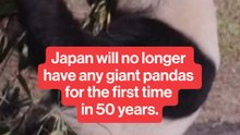 Japan will no longer have any giant pandas for the first time in 50 years.