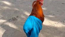 Stylish rooster wearing pants goes viral for his funny walking style