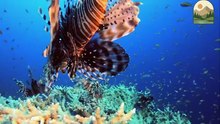 The Venomous Elegance of the Lionfish