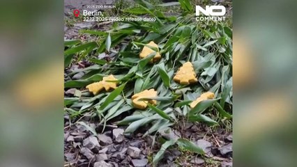 Zoo di Berlino: animali gustano snack natalizi e dolci festivi