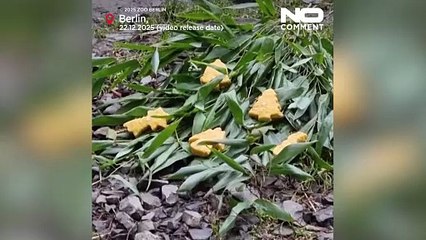 Berliner Zoo: Tiere schlemmen Weihnachtsleckereien