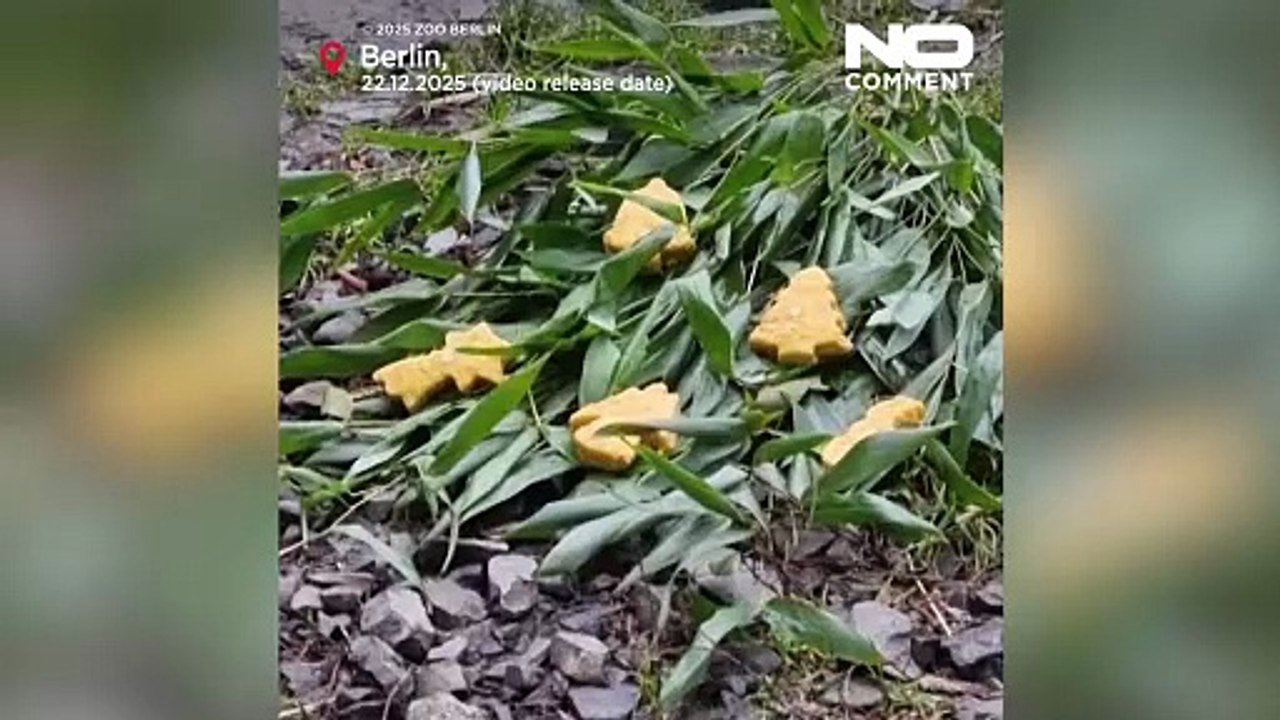 Berliner Zoo: Tiere schlemmen Weihnachtsleckereien