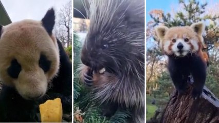 Anche agli animali dello zoo di Berlino le strenne di Natale: il video