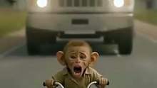 poor monkey baby struggle _stugglelife _shortvideo _viralvideo _reelsinstagram _reels _views(360P)