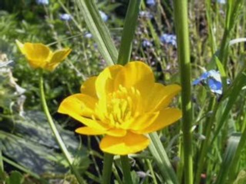 Jealousy-Mantovani [COLUMBIA]78rpm