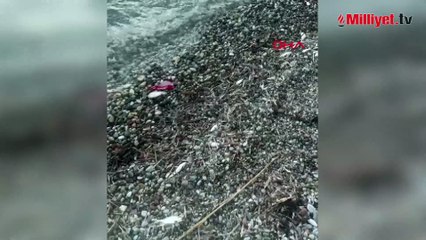 Datça sahilinde balık ölümleri! Sebebi şoke etti: Nedeninin kirlilik değil