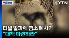 터널 발파소음에 염소 집단 폐사?..."대책 마련하라" / YTN