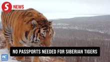 Borderless predators: Siberian tigers living between China and Russia