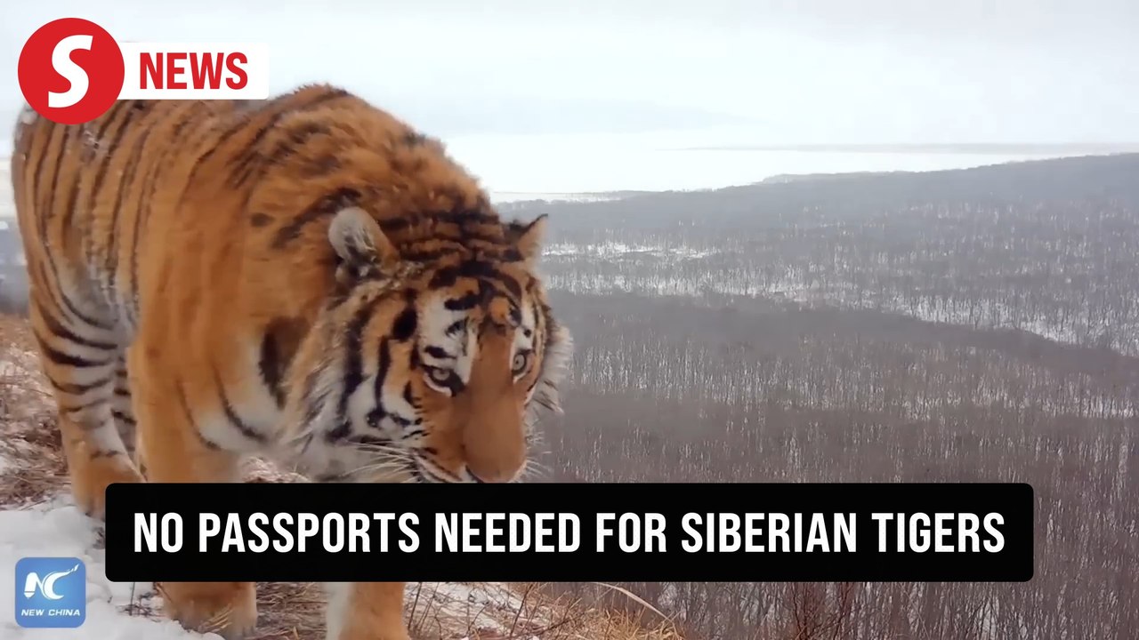 Borderless predators: Siberian tigers living between China and Russia