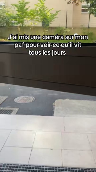 Paffcam