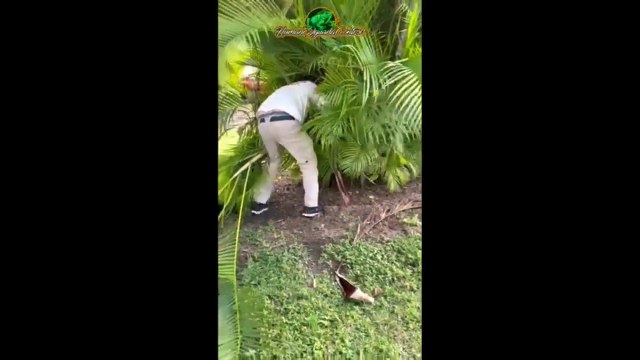 Capturan pitón birmana de 2 metros oculta en la palmera