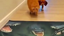 smarter Cat vs. Dog