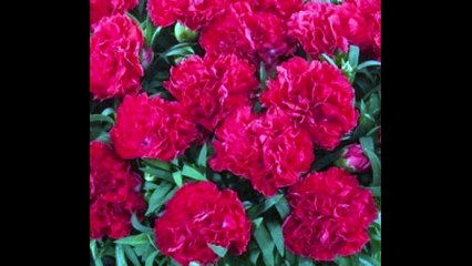 Türkülerle Türkiye - Kilis - Karafil Deste Gider