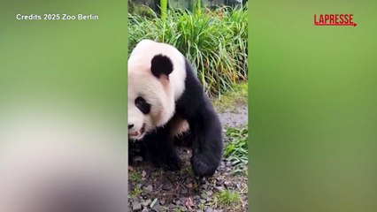 Berlino, gli animali dello zoo ricevono i dolcetti di Natale