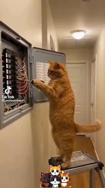 Ein Kätzchen lebt gefährlich