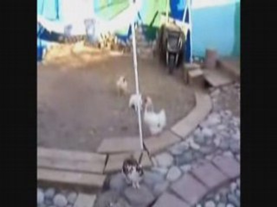 bagarre : les poulets interviennent